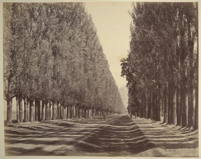 Une route bordée de peupliers, Cachemire - Samuel Bourne