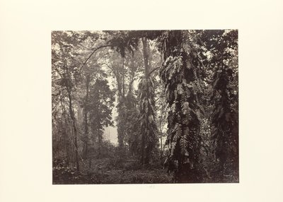 Darjeeling ; Creepers in the Forest below Ging (en anglais) - Samuel Bourne