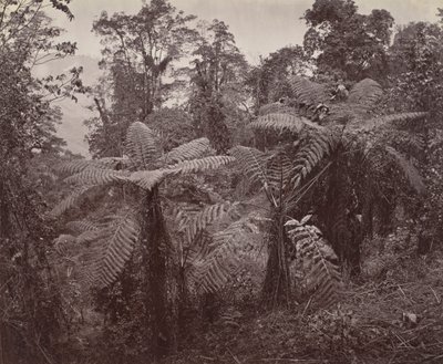 Darjeeling, groupe de fougères arborescentes à Lebong - Samuel Bourne