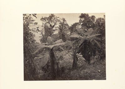 Darjeeling ; groupe de fougères arborescentes à Lebong - Samuel Bourne