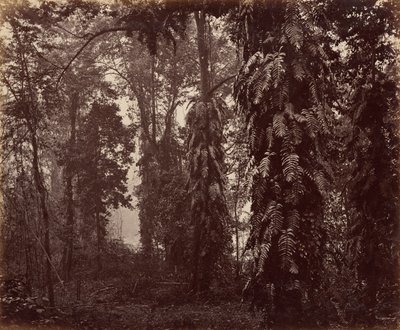 Darjeeling, Inde - Samuel Bourne