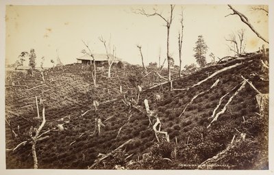 Le domaine de thé Selim, Darjeeling, de 