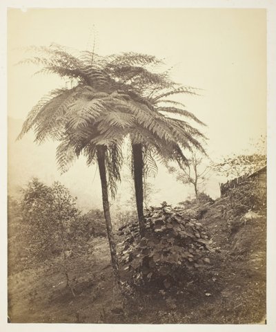 La fougère arborescente, photo primée, 1863 - Samuel Bourne