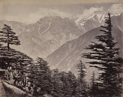 Le Haut-Himalaya. Vue près des montagnes de Chine. Cèdres de l