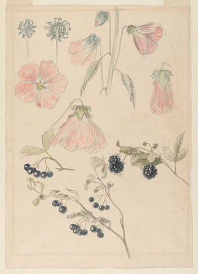 Études de détails botaniques : Roses trémières, myrtilles et mûres - Samuel Colman