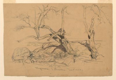 Dessin, études. Arbres, Santa Barbara, Californie, 3 février 1888 - Samuel Colman