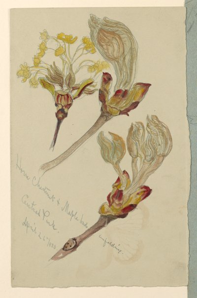 Bourgeons de marronnier et d