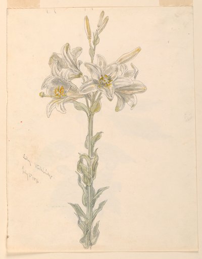 Lys, Stockbridge - Samuel Colman
