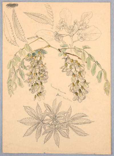 Fleurs de sauterelle - Samuel Colman