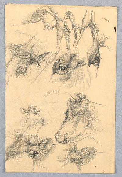 Études de vaches - Samuel Colman