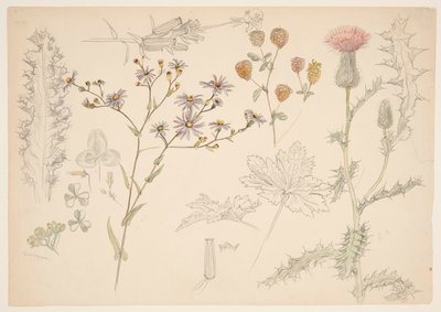 Études de fleurs des prés - Samuel Colman
