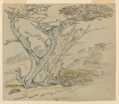 Étude de vieux cyprès, Cypress Point - Samuel Colman