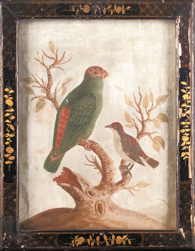 Perruche indienne verte et rouge - Samuel Dixon
