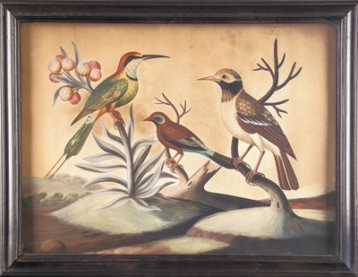 Guêpier indien, étourneau indien noir et blanc et pinson brésilien - Samuel Dixon