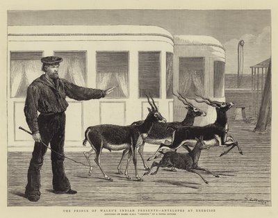 Les cadeaux indiens du Prince de Galles, antilopes en exercice - Samuel Edmund Waller