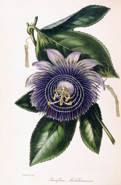 Passiflora Middletoniana, vers 1834-1849 - Samuel Holden