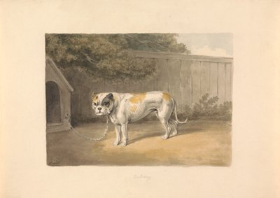 Un bouledogue - Samuel Howitt