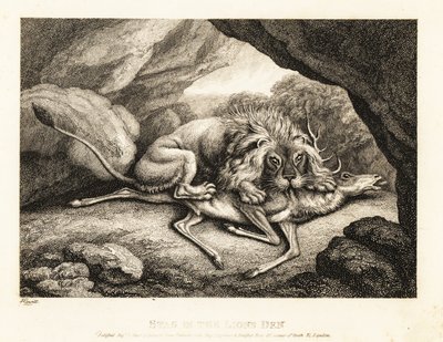 Un lion mangeant la carcasse d