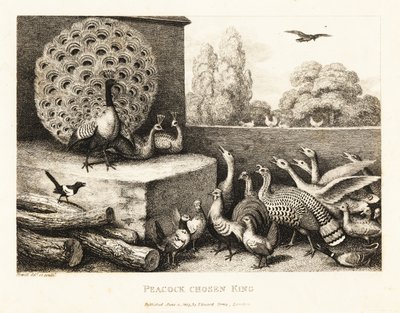 Un paon choisi comme roi des oiseaux de la ferme. 1811 - Samuel Howitt