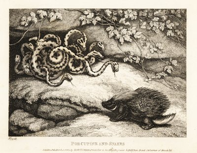 Les piquants acérés d