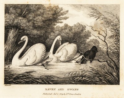 Un corbeau essaie de se laver pour ressembler davantage aux cygnes blancs. 1811 - Samuel Howitt