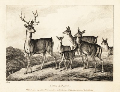Un cerf avec des biches et des faons. 1811 - Samuel Howitt