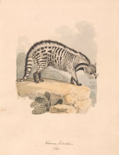 Civette africaine - Samuel Howitt