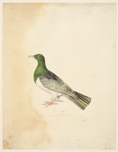 Oiseau - Columba, vers 1765-22 - Samuel Howitt