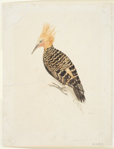 Oiseau, vers 1765-22 - Samuel Howitt
