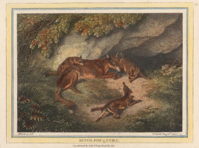 Renarde et Ses Petits - Samuel Howitt