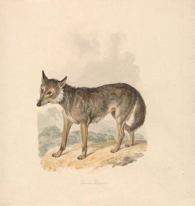 Canis Lupus, ou Loup gris - Samuel Howitt