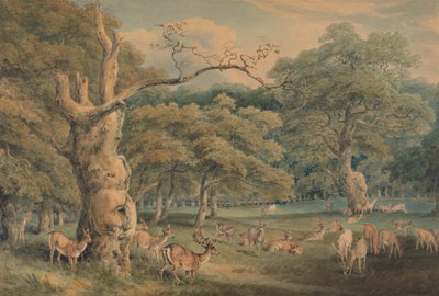 Le chêne de Hearne, forêt de Windsor - Samuel Howitt
