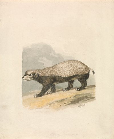 Ratel - Samuel Howitt
