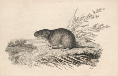 Rat musqué - Samuel Howitt
