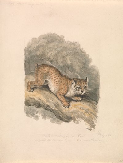 Lynx d