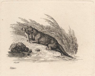 Loutre - Samuel Howitt