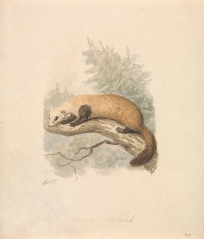 Fouine - Samuel Howitt