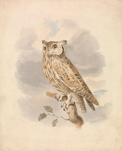 Hibou petit-duc - Samuel Howitt