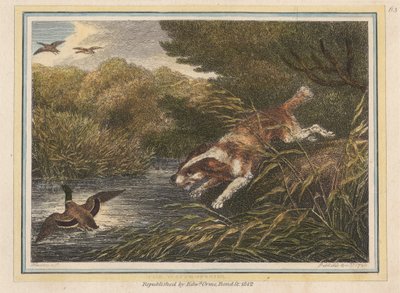 Le chien d