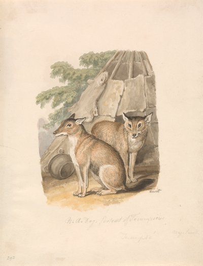 Deux huskies - Samuel Howitt