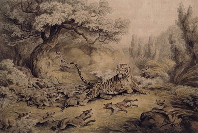 Chiens sauvages attaquant un tigre - Samuel Howitt