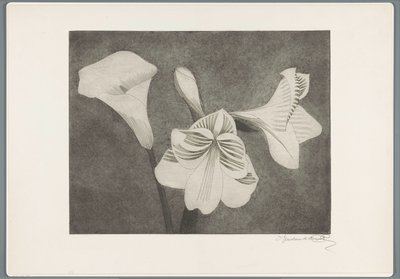Amaryllis et arum - Samuel Jessurun de Mesquita (signed by artist)