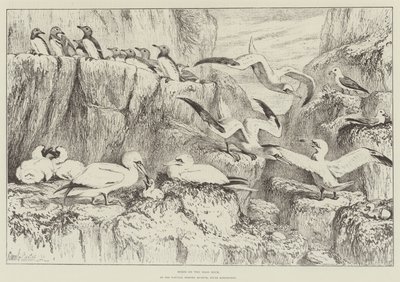 Oiseaux sur le Bass Rock, au Musée d