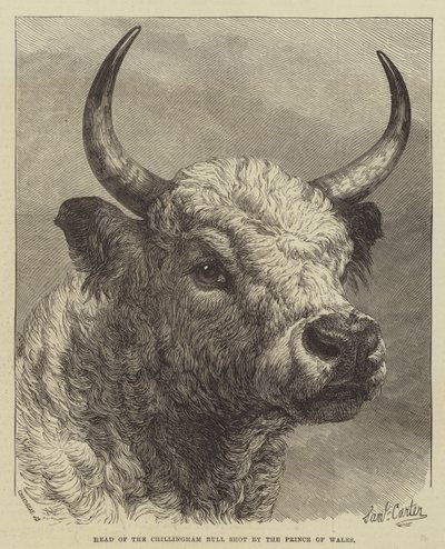 Tête du taureau de Chillingham abattu par le prince de Galles - Samuel John Carter