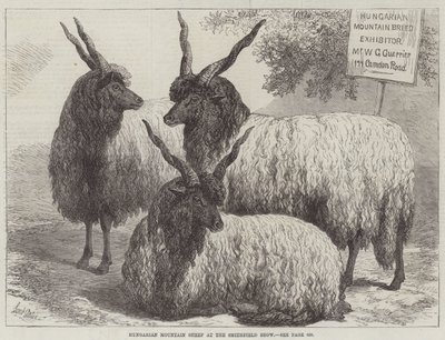 Moutons de montagne hongrois au Smithfield Show - Samuel John Carter