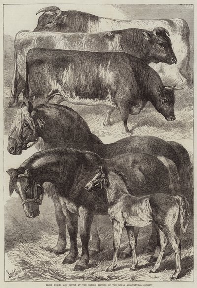 Chevaux et bovins primés à la réunion d