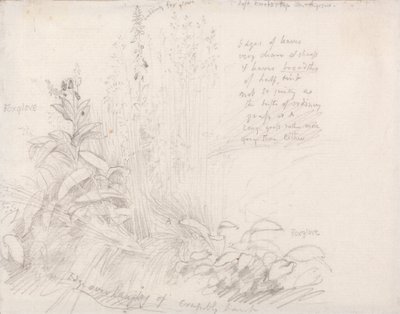 Digitale pourpre - Samuel Palmer