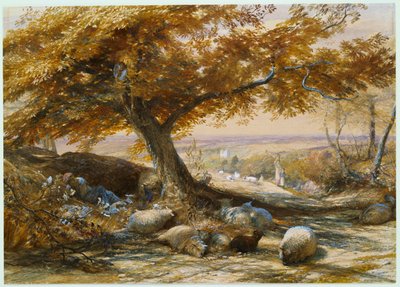 Moutons à l