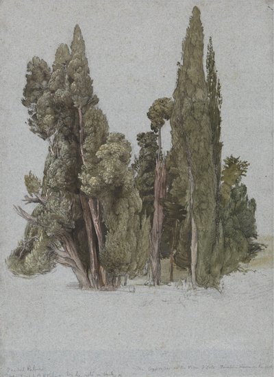 Les cyprès à la Villa d
