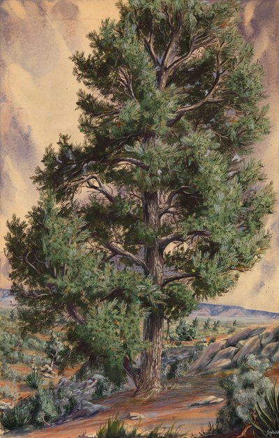 Pin, n.d. - Sandow